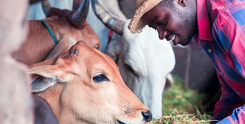 Élevage de Barkoissi